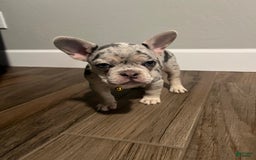 French Bulldog dogs for sale: Elizabeth - Image 1