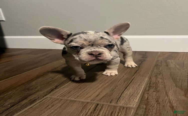 French Bulldog dogs for sale - Ad 3