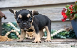 French Bulldog dogs for sale: Lucy - Image 8