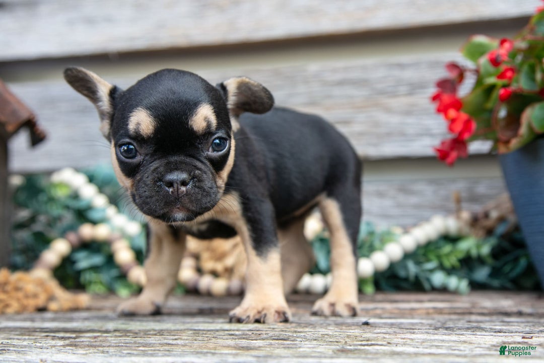 French Bulldog dogs for sale: Lucy - Image 8