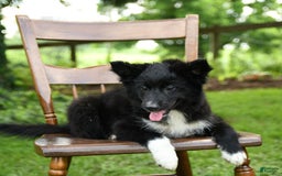 Border Collie dogs for sale: Paris - Image 7