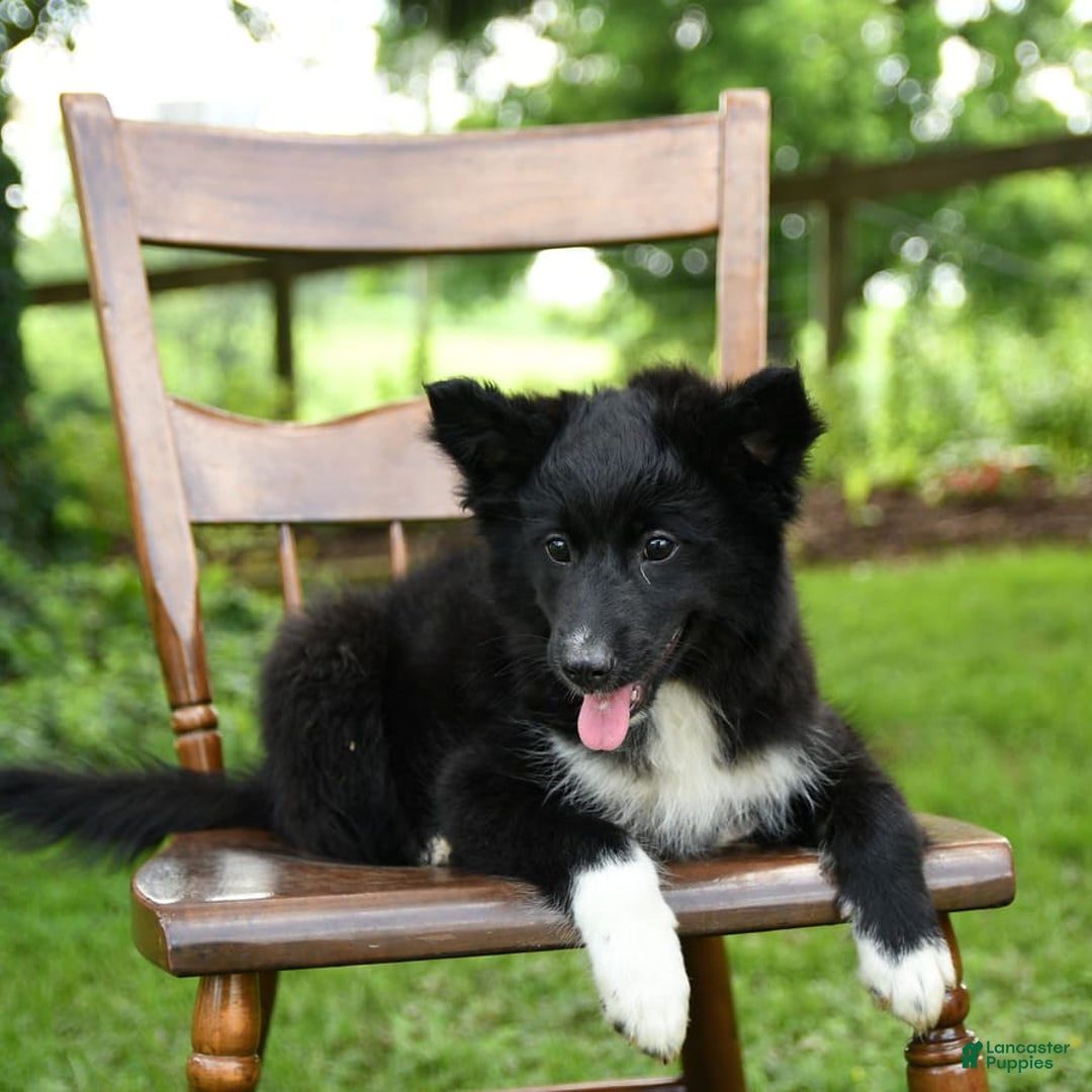 Border Collie dogs for sale: Paris - Image 7