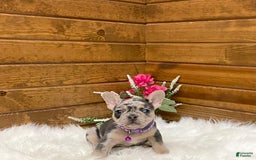 French Bulldog dogs for sale: Nila - Image 15