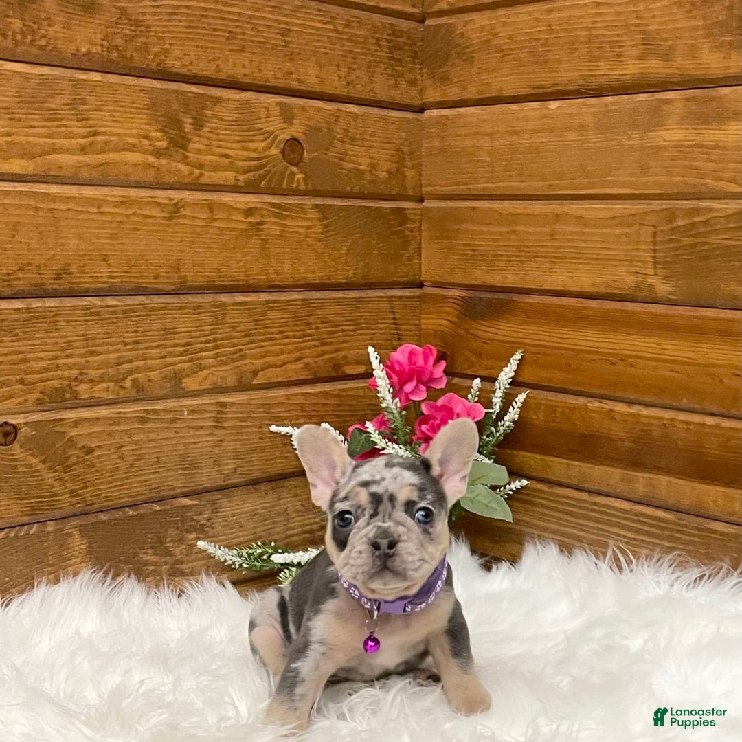 French Bulldog dogs for sale: Nila - Image 15