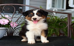 Australian Shepherd dogs for sale: Tessa - Image 4