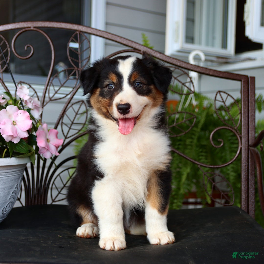 Australian Shepherd dogs for sale: Tessa - Image 4