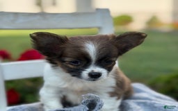 Chihuahua dogs for sale: Seraphina - Image 9