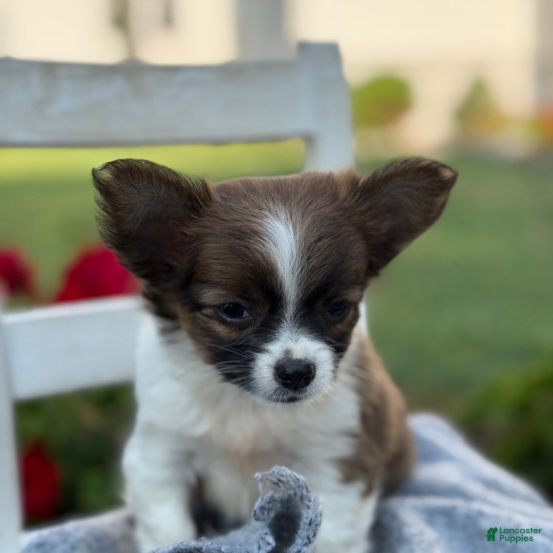 Chihuahua dogs for sale: Seraphina - Image 9