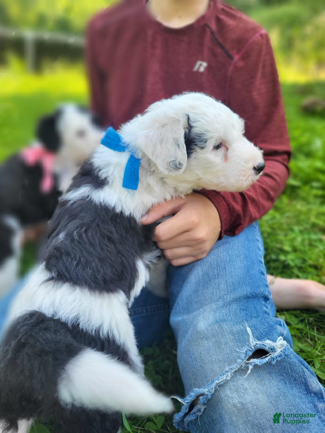 Old English Sheepdog dogs for sale: Indigo - Image 6