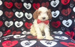 Cavapoo dogs for sale: Ace - Image 1