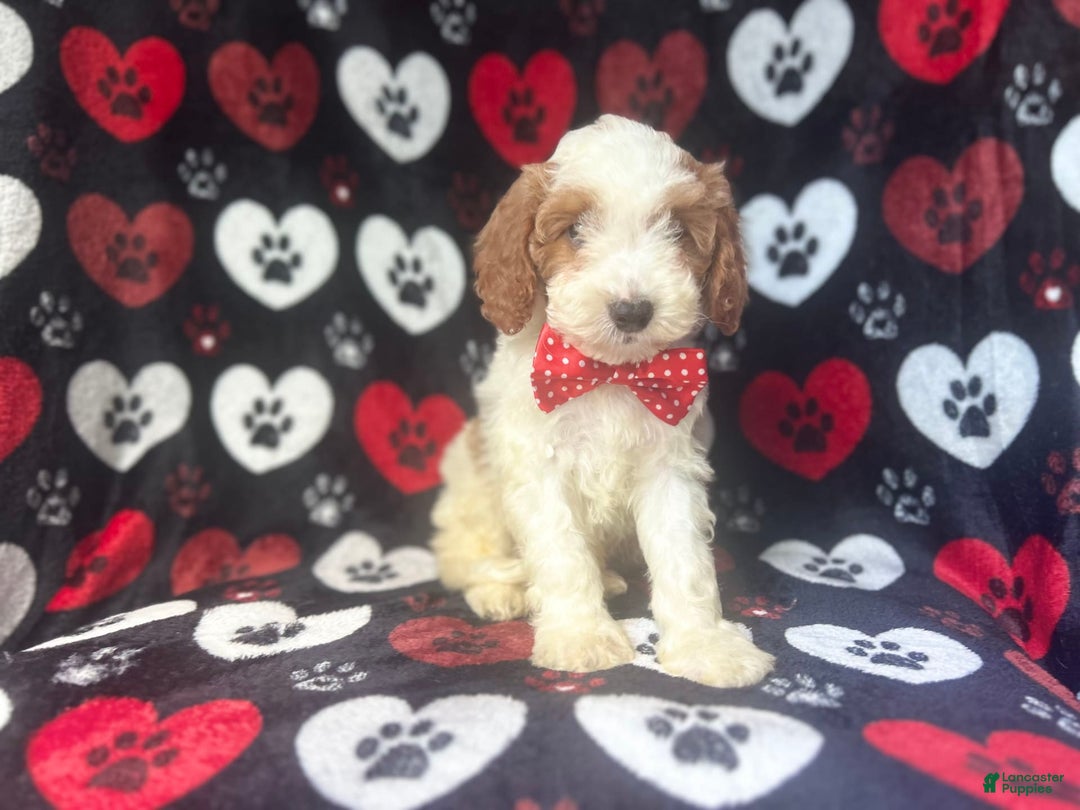 Cavapoo dogs for sale: Ace - Image 1