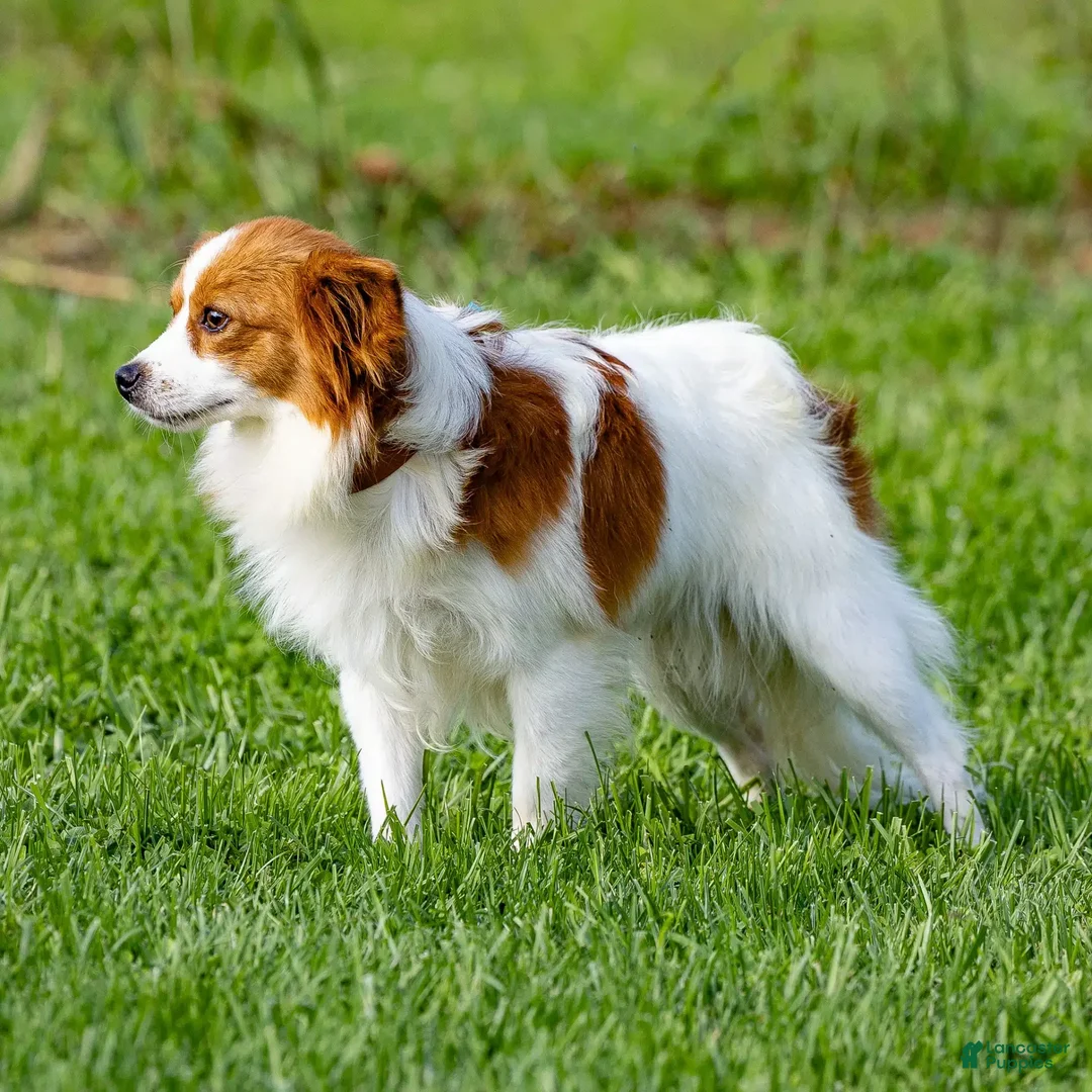 Papillon dogs for sale: Pippi - Image 4