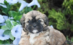 Cavapoo dogs for sale: Marina - Image 5
