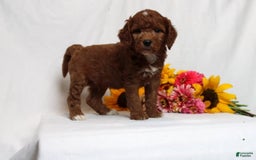 Mini Goldendoodle dogs for sale: Hassan - Image 4