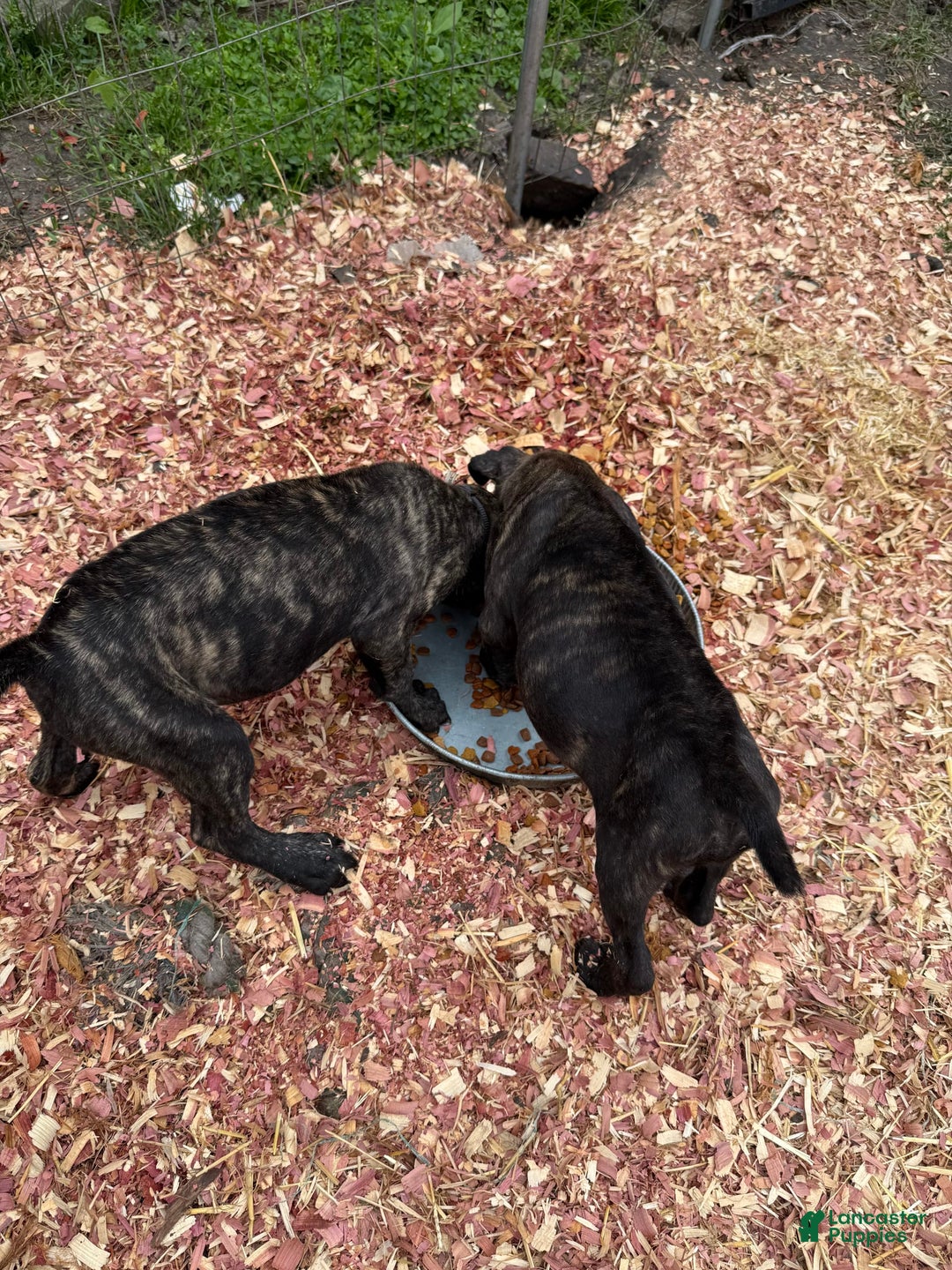 Cane Corso dogs for sale: Bruce - Image 2