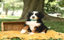 Bernedoodle dogs for sale: Basil - Image 7