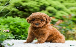 Toy Poodle dogs for sale: Hazel - Listing for pets: Hazel, Harley - Image 3