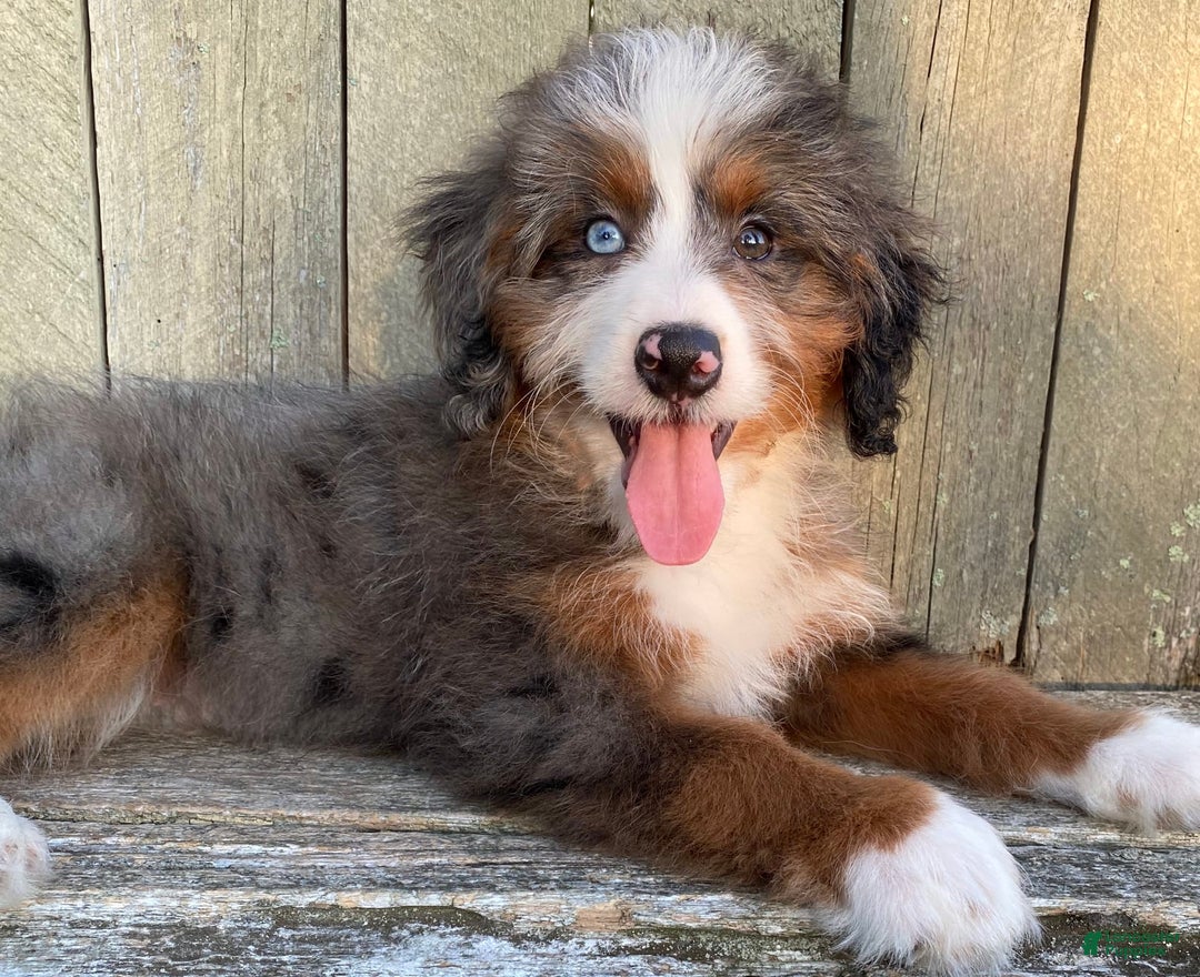 Mini Bernedoodle dogs for sale: 💛 In Boston Massachusetts 💛 One Blue Eye 💛 Mini Bernedoodle 💛 - Image 11