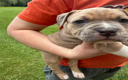 American Pit Bull Terrier dogs for sale: Russ - Image 19