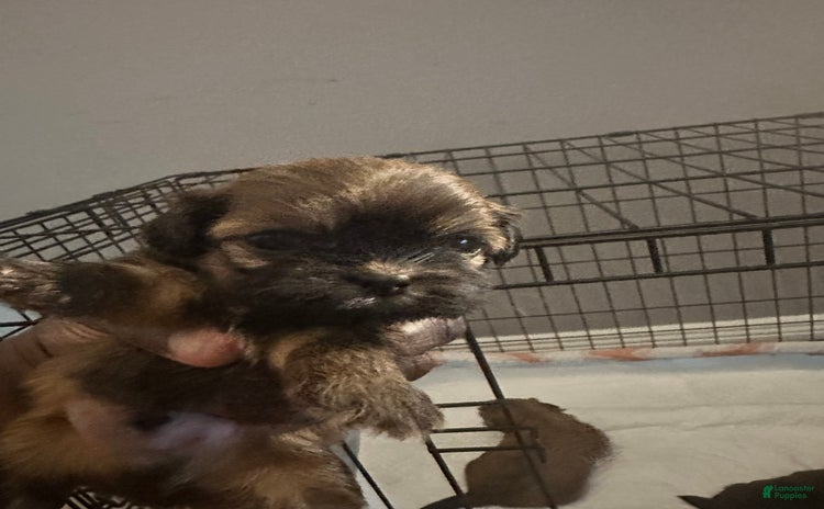 Shih Tzu dogs for sale - Ad 3