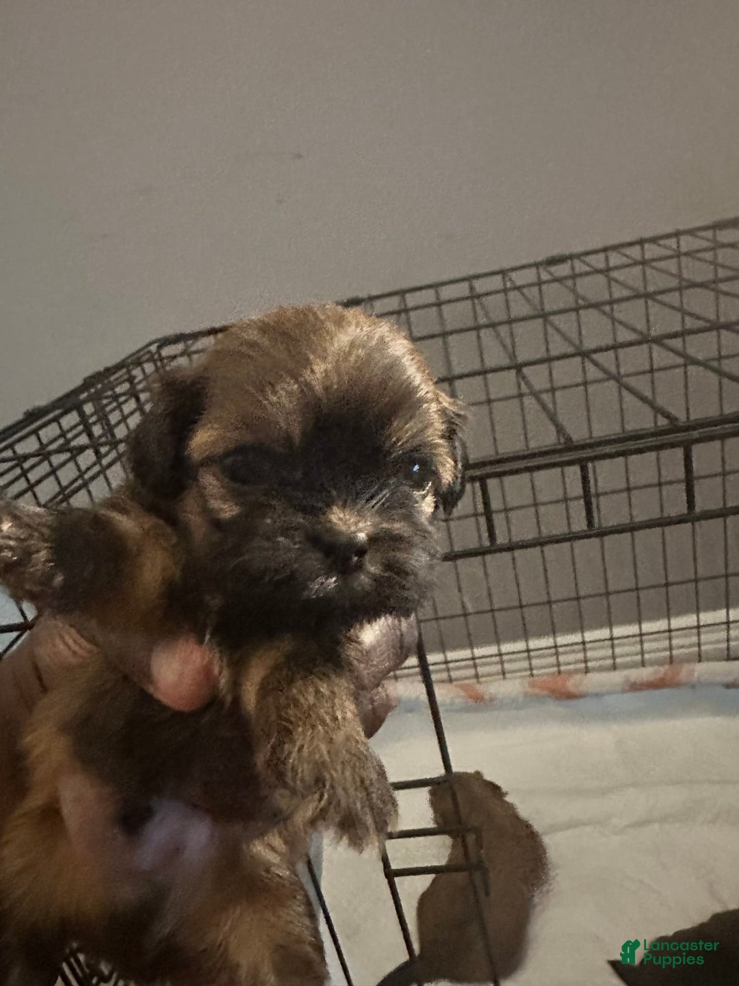 Shih Tzu dogs for sale: Not Name Yet - Image 1
