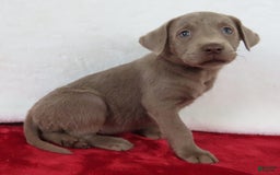 Labrador Retriever dogs for sale: Silver Luna - Image 4