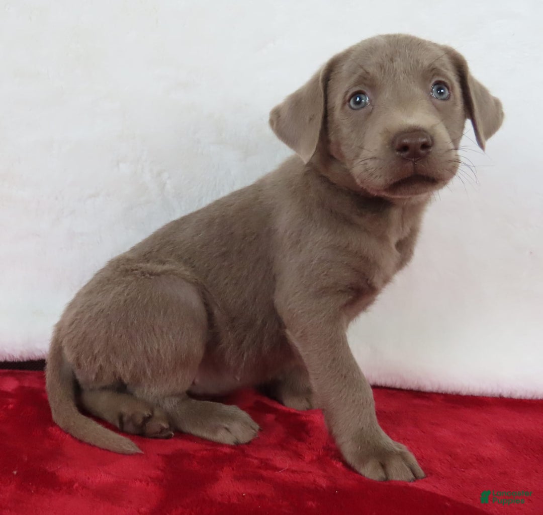 Labrador Retriever dogs for sale: Silver Luna - Image 4