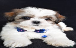 Shih Tzu dogs for sale: Lennie - Image 4