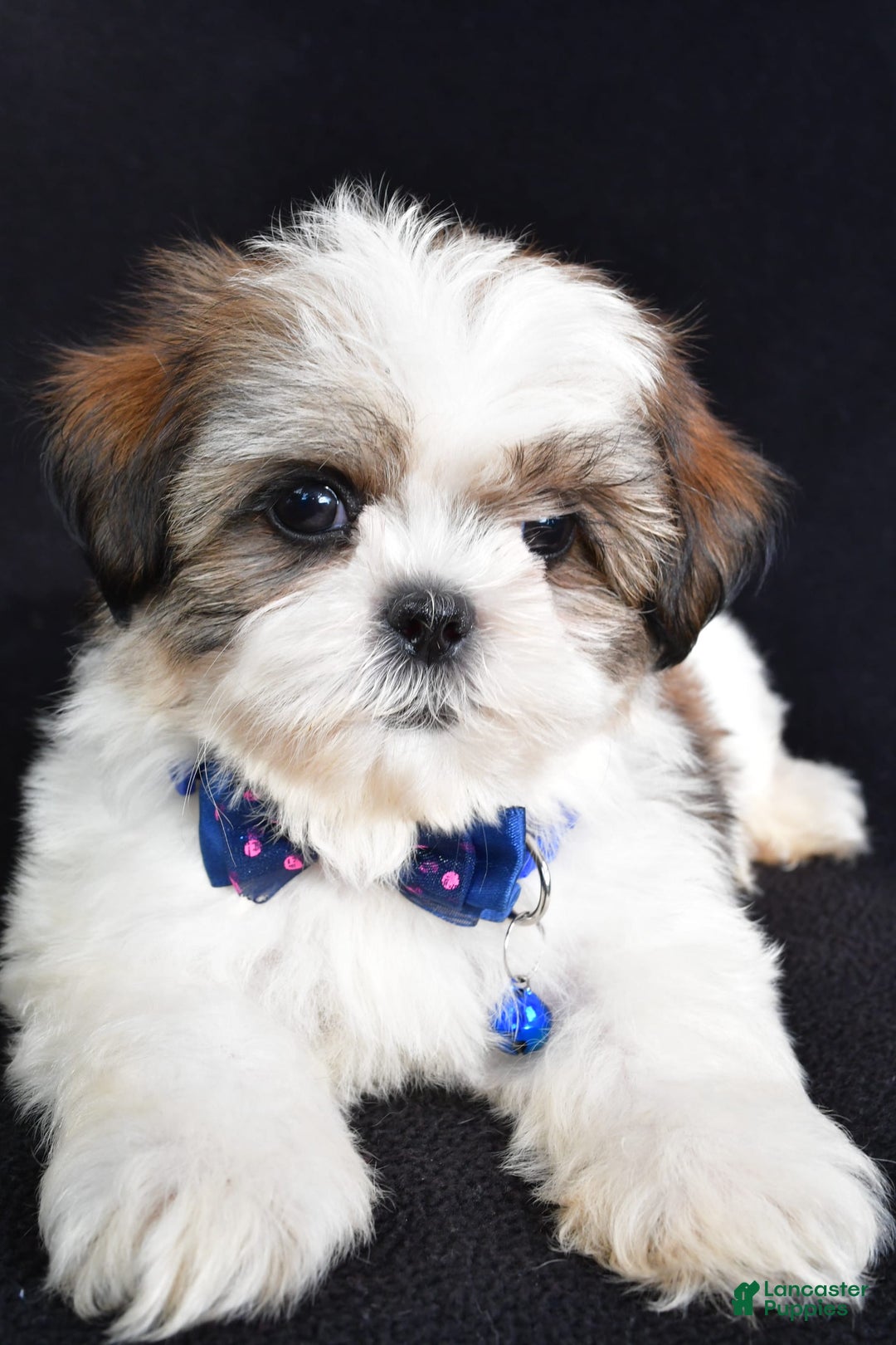 Shih Tzu dogs for sale: Lennie - Image 4