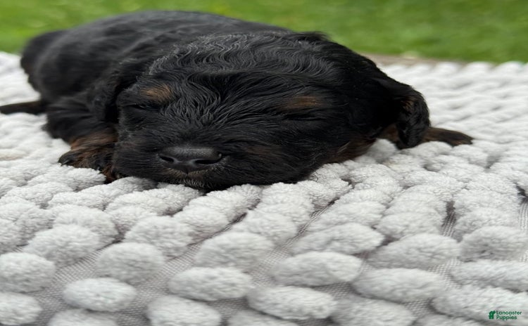 Maltipoo dogs - Advert 11