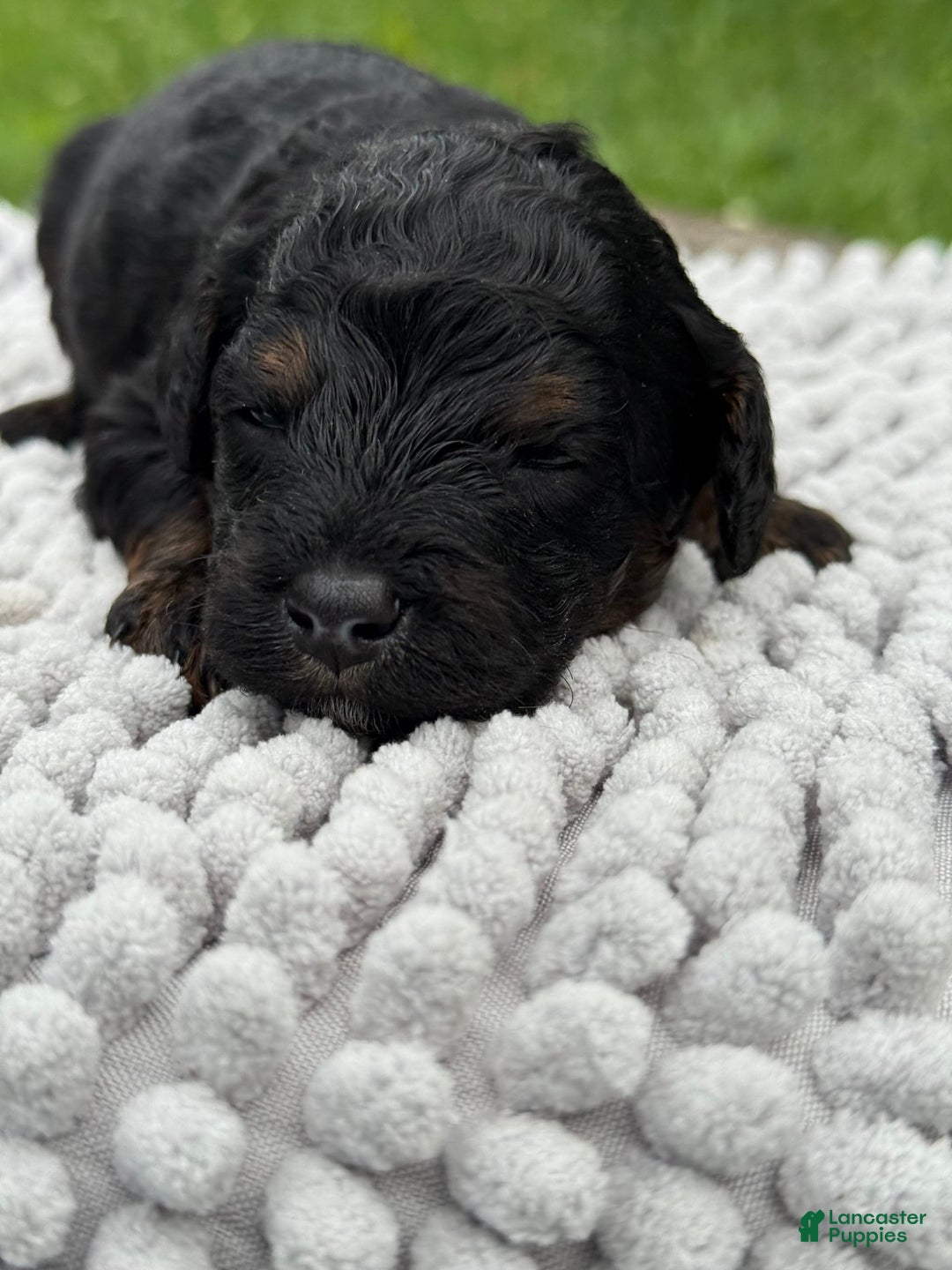 Maltipoo dogs for sale: Hudson - Image 1