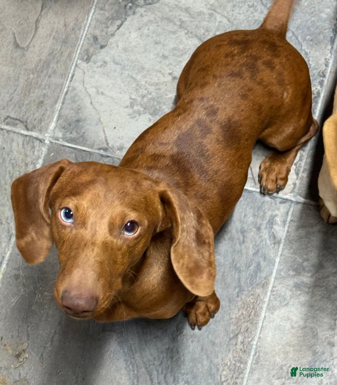 Miniature Dachshund dogs for sale: Duchess - Image 10