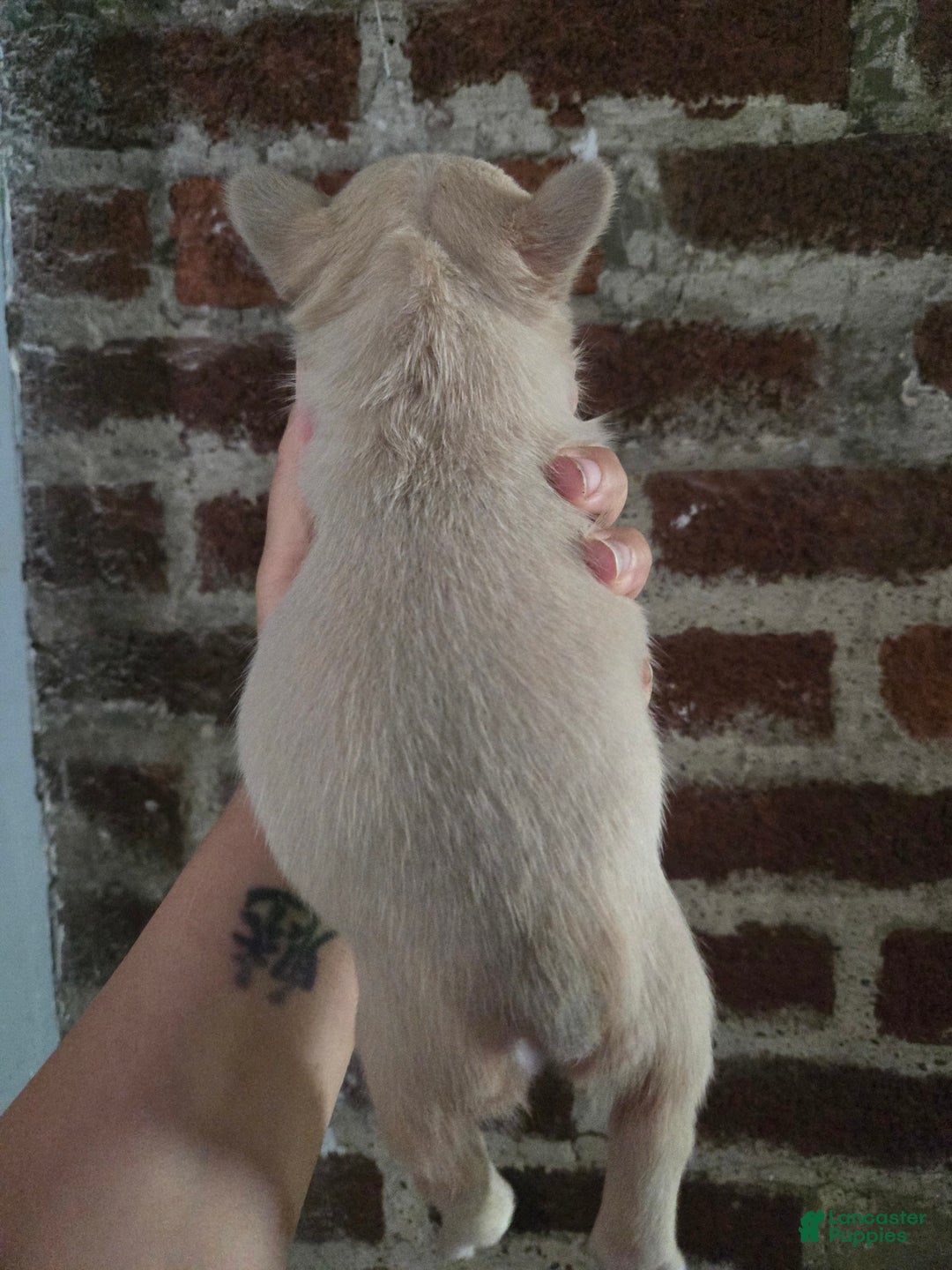 French Bulldog dogs for sale: Daisy - Image 17