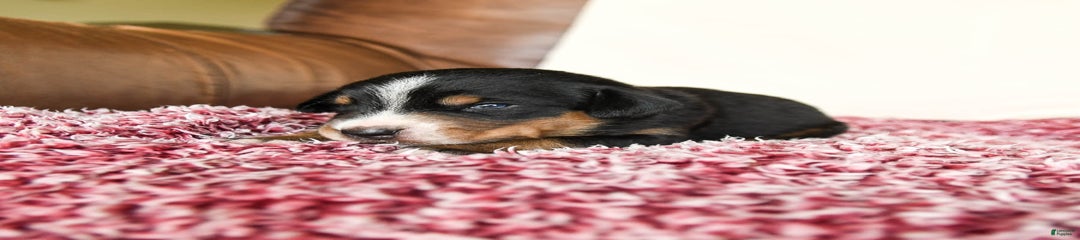 Harlow