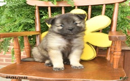 Keeshond dogs for sale: Tootsie - Image 2
