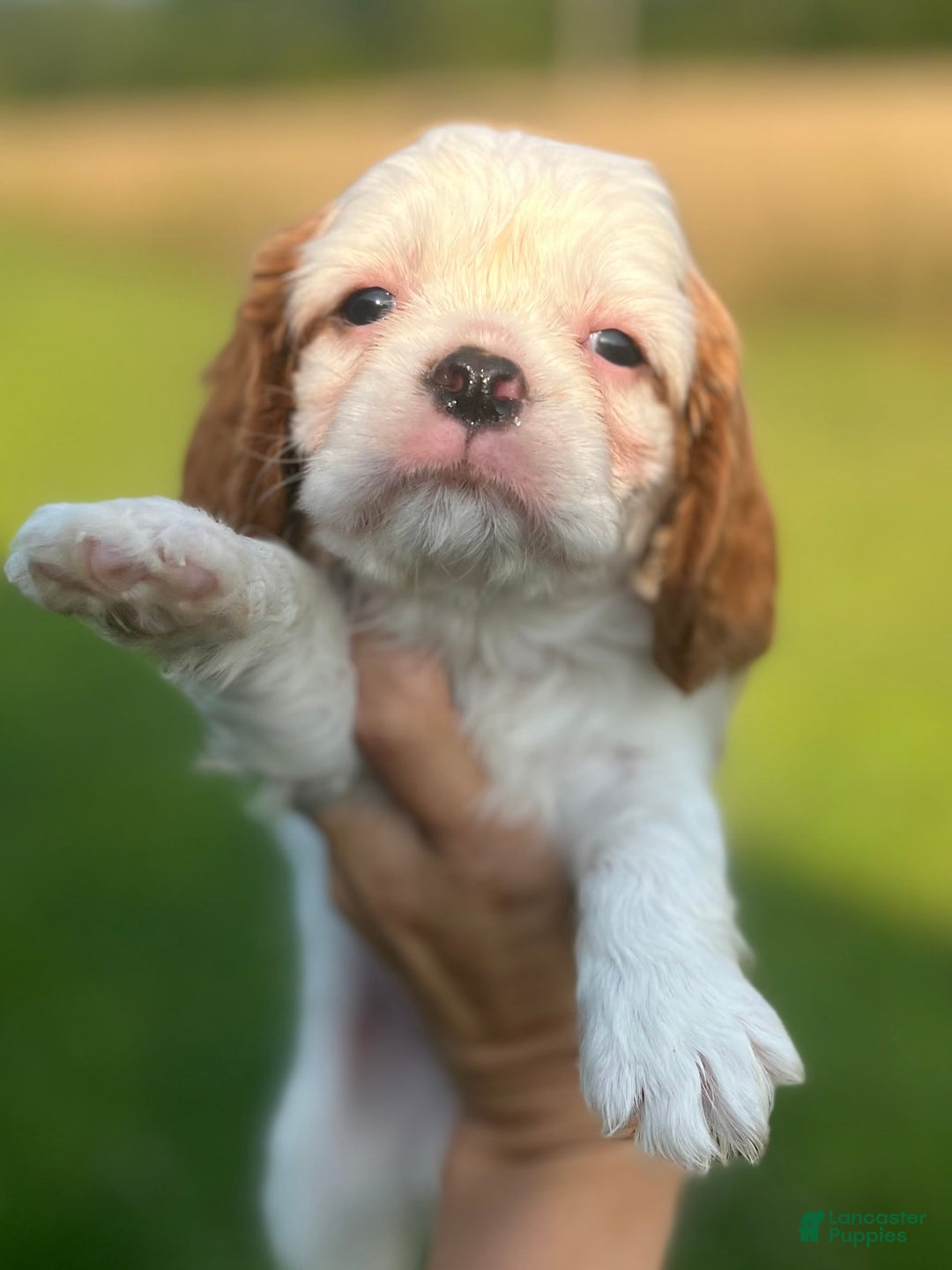 Cavalier King Charles Spaniel dogs for sale: Banner - Image 3