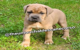 Cane Corso dogs for sale: Gza - Image 1