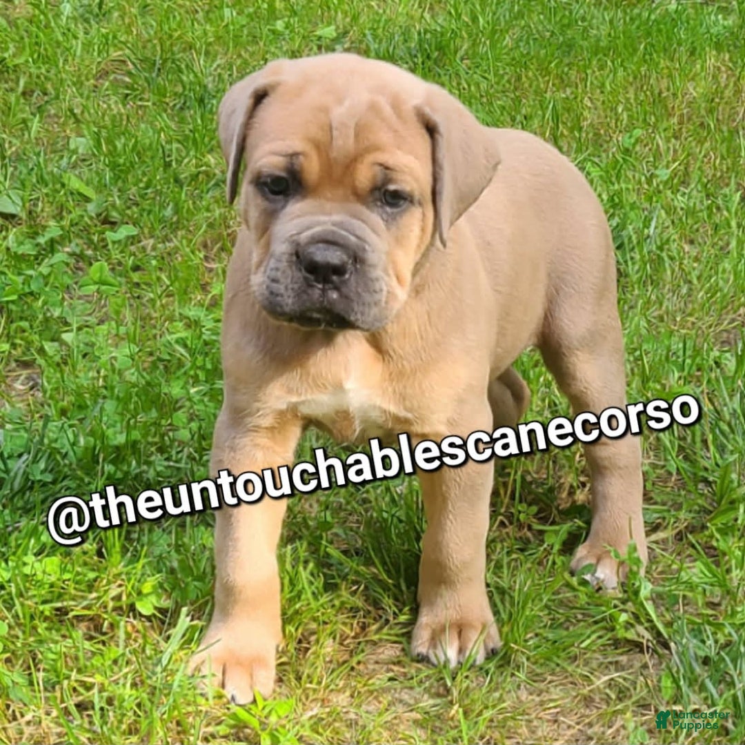 Cane Corso dogs for sale: Gza - Image 1