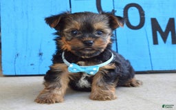 Yorkshire Terrier dogs for sale: Anderson - Image 2