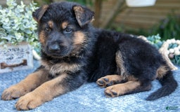 German Shepherd dogs for sale: Gypsy - Image 2