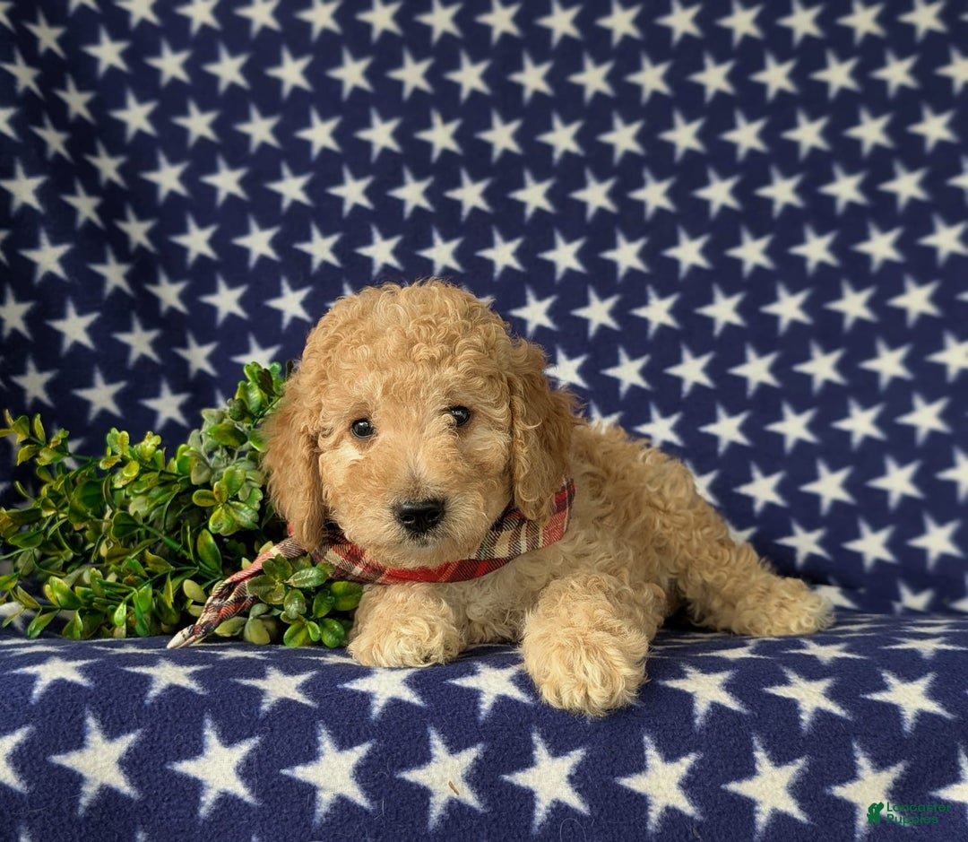 Mini Goldendoodle dogs for sale: Hardyn Hypoallergenic - Image 4
