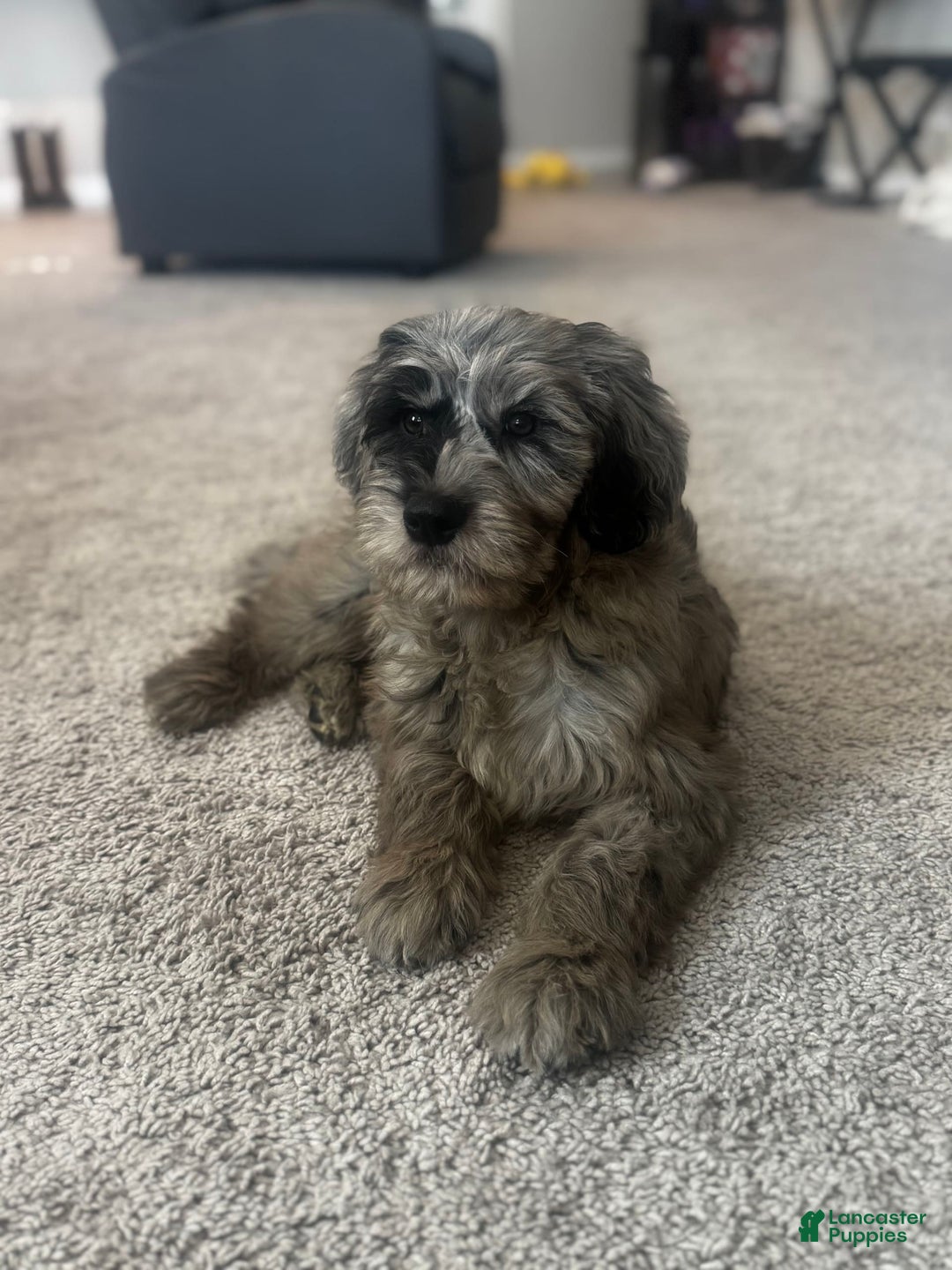 Goldendoodle dogs for sale: Armani - Image 7
