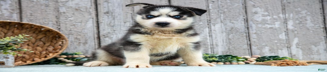 Tundra