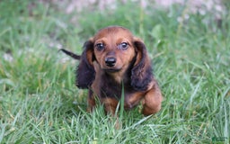 Miniature Dachshund dogs for sale: Dash - Image 9