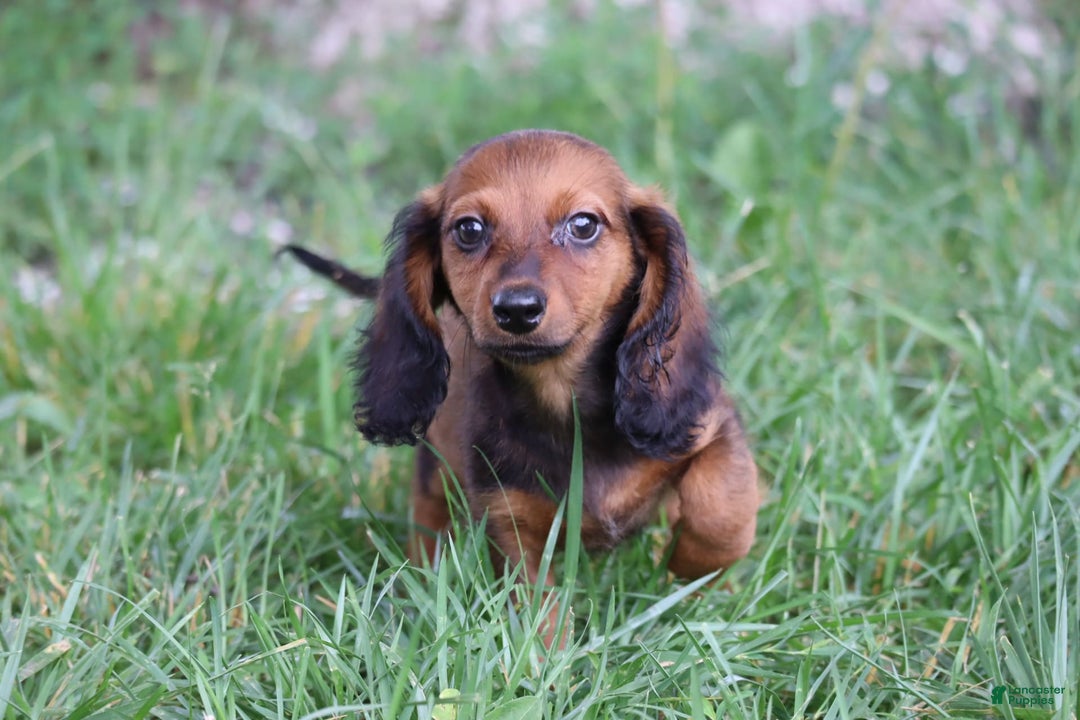 Miniature Dachshund dogs for sale: Dash - Image 9