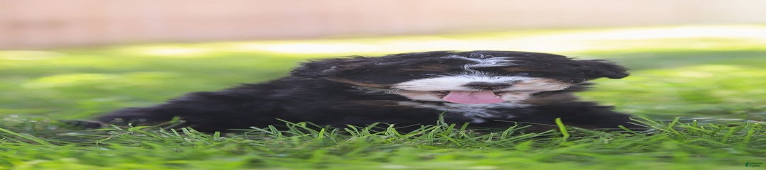 Mia