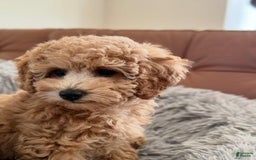 Toy Poodle dogs for sale: Athena - Image 9
