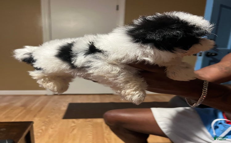 Shih Tzu dogs for sale - Ad 2