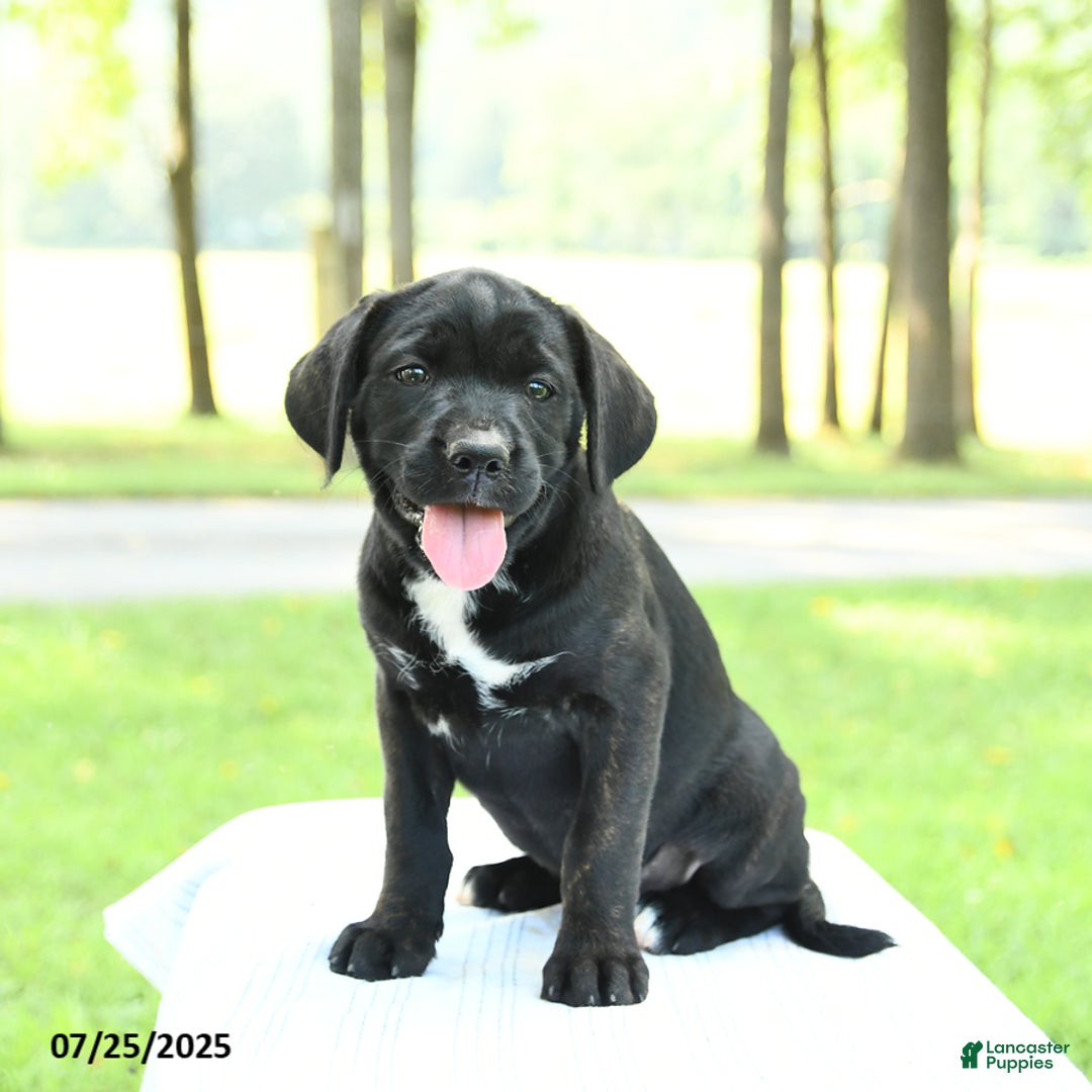 Cane Corso dogs for sale: Montana - Image 2