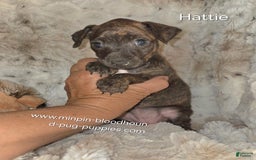 Miniature Pinscher dogs for sale: Hattie - Image 3